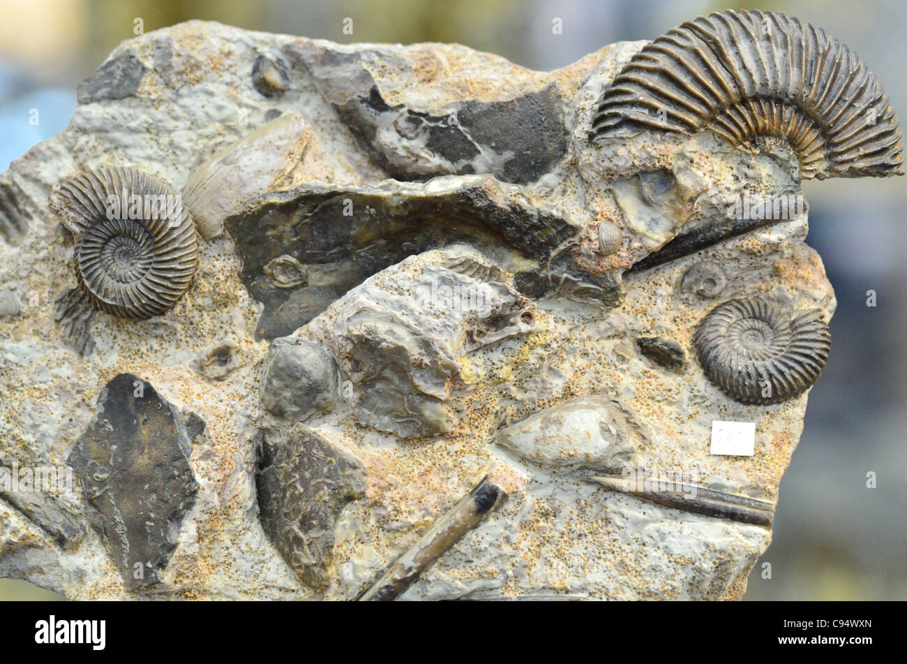 Fossilized marine invertebrate animals in limestone matrix. Stock Photo