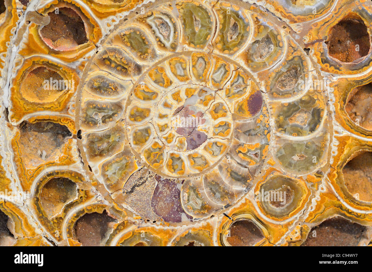 Detailed internal structure of an ammonite fossil. Stock Photo