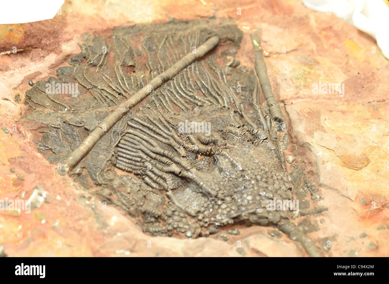Fossil sea lily (Scaphycrinites elegans) of Devonian age from southern Morocco. Stock Photo