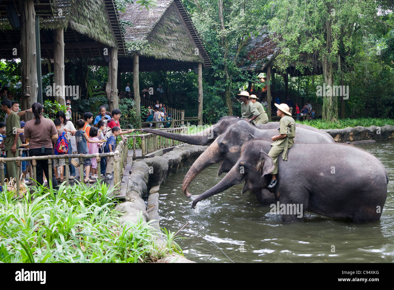 Singapore Zoo feeding the Indian elephants after the show Stock Photo