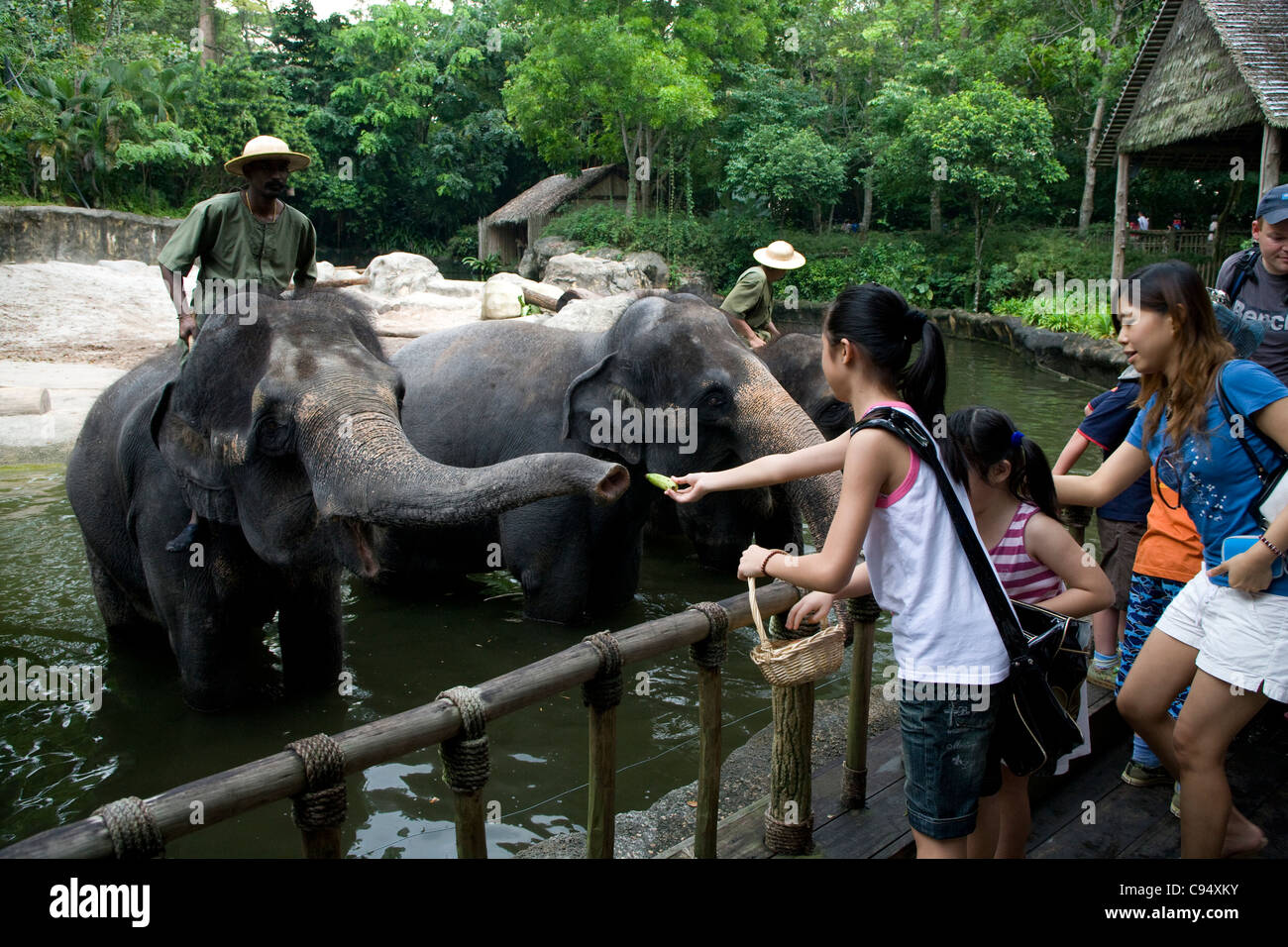 Singapore Zoo feeding the Indian elephants after the show Stock Photo