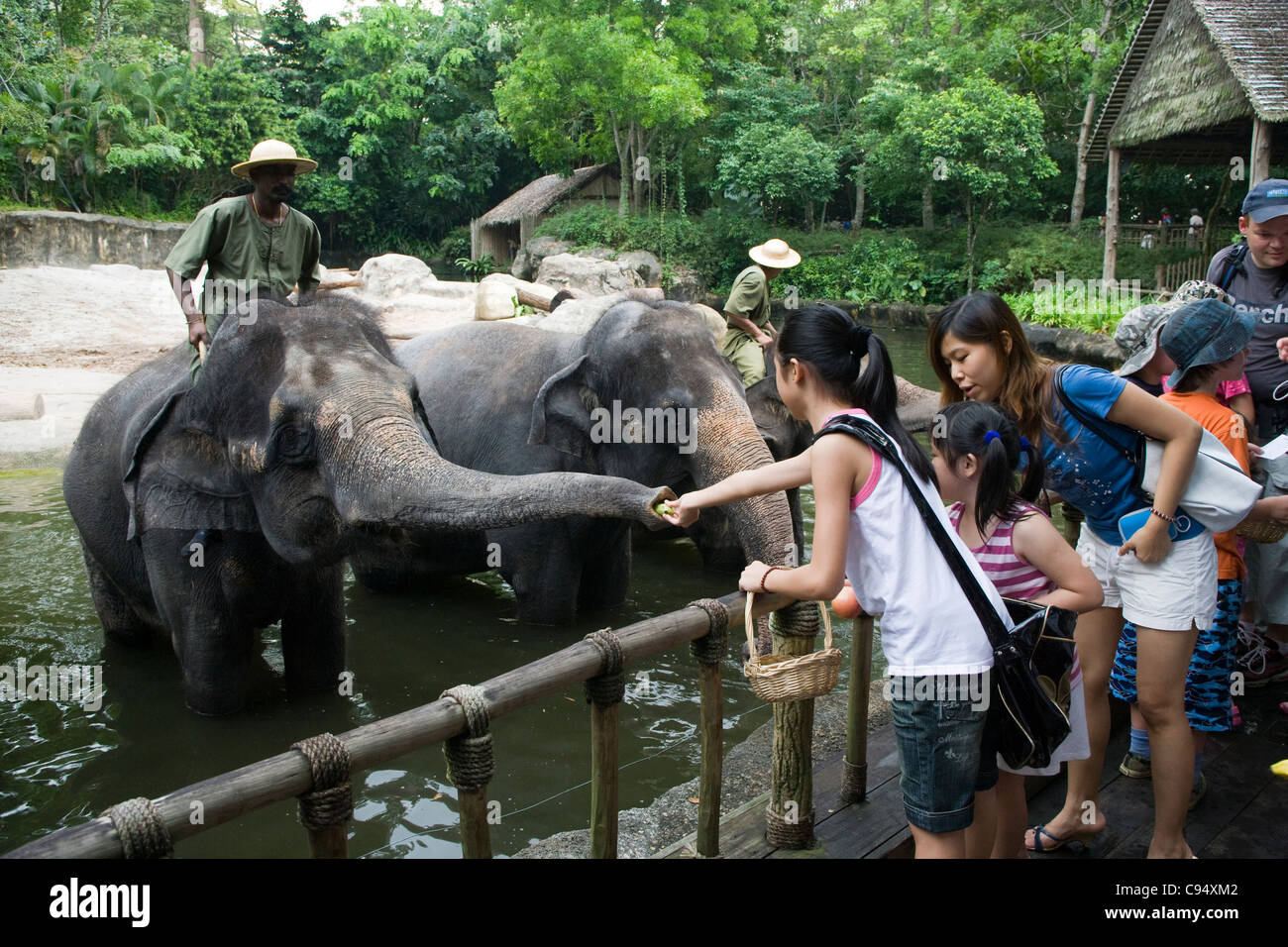 Singapore Zoo children feeding elephants Stock Photo Alamy