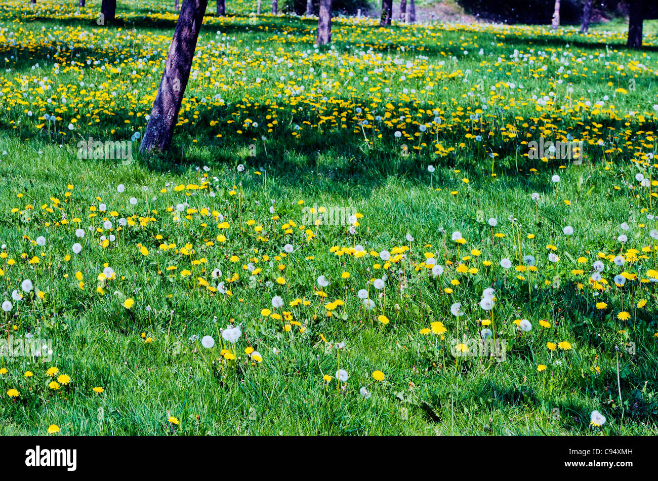 Springtime in the French countryside,  Basse-Normandie, Orne Mayenne, France, Europeope Stock Photo