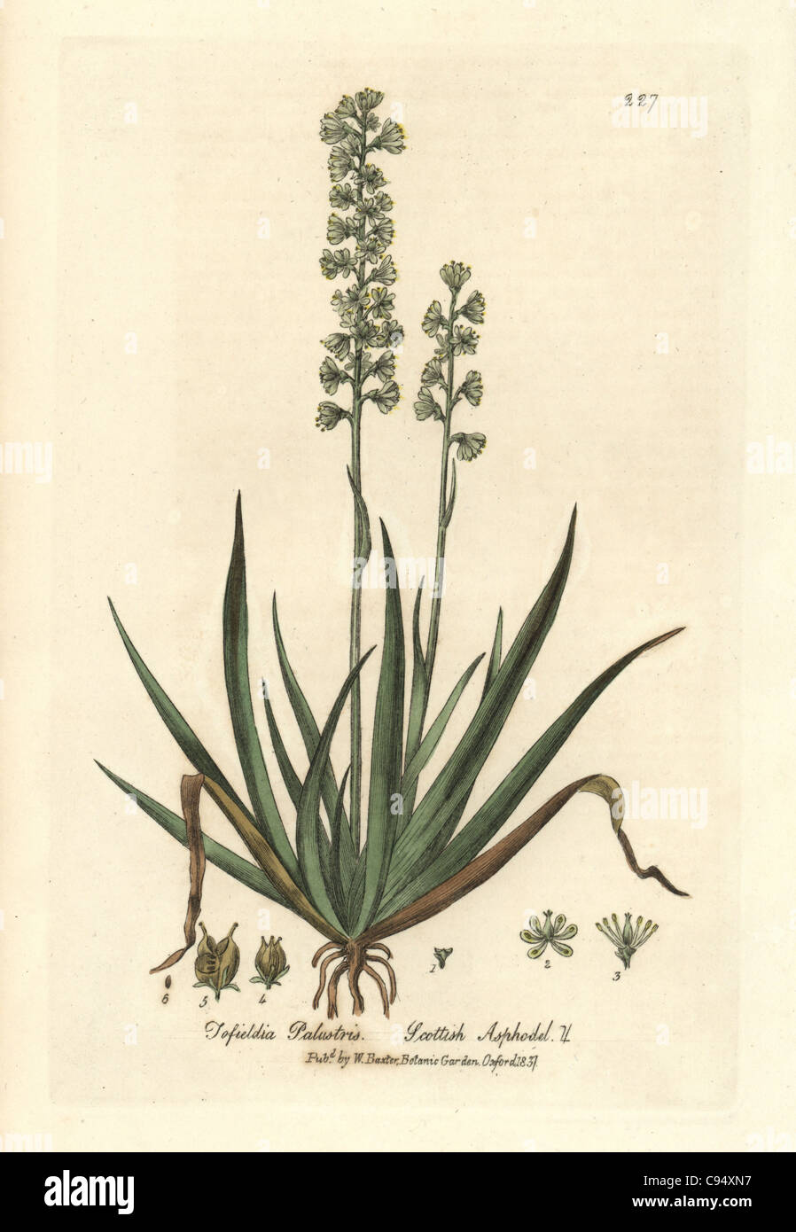 Scottish asphodel, Tofieldia palustris. Stock Photo