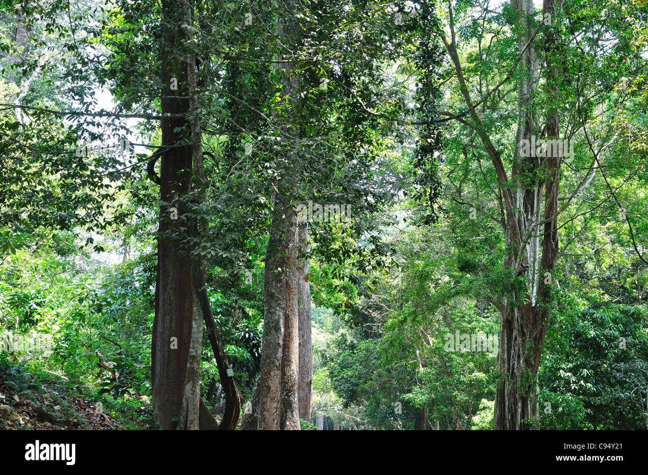 Kerala Forest High Resolution Stock Photography and Images Alamy