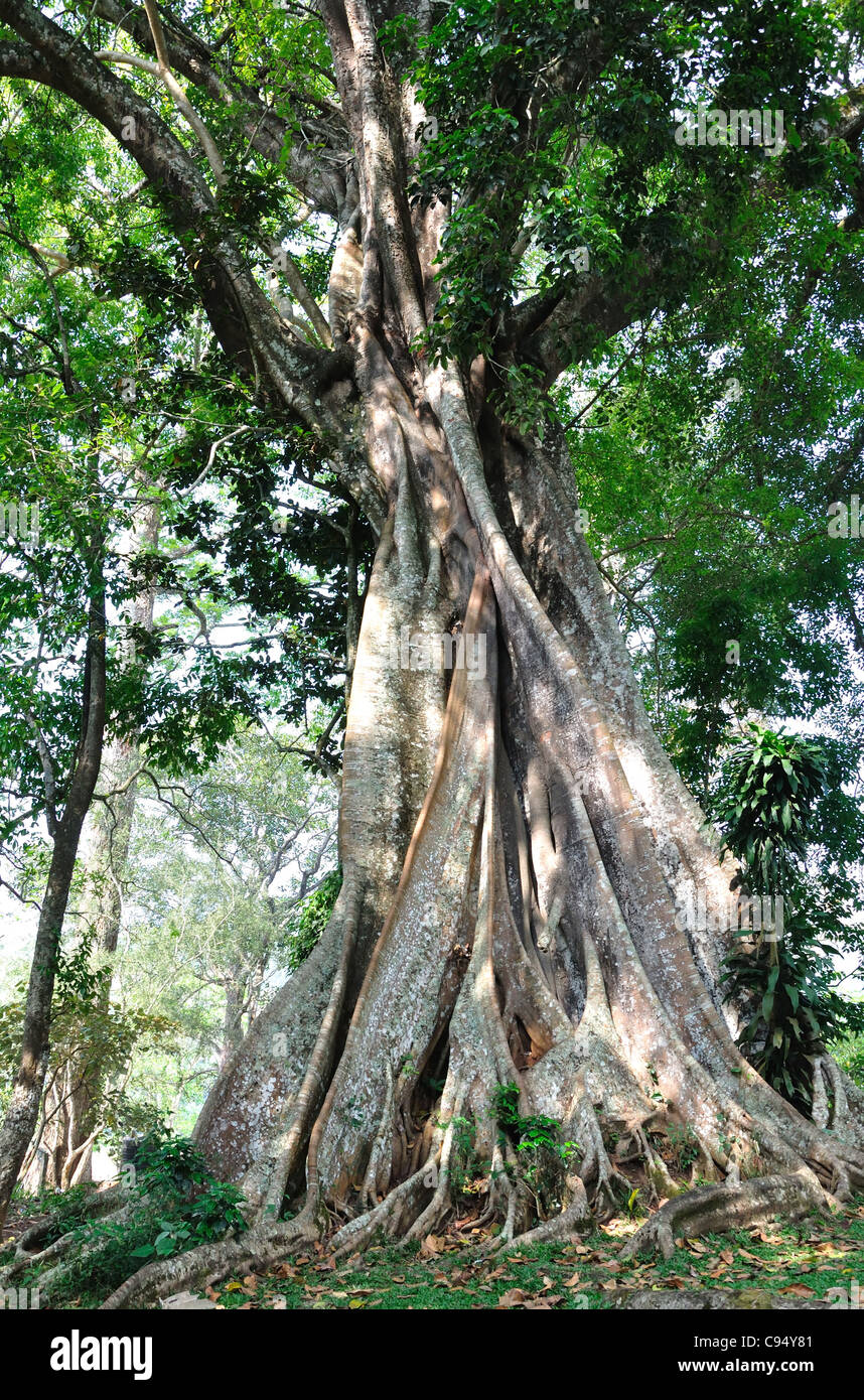 Western Ghats of India Stock Photo - Alamy