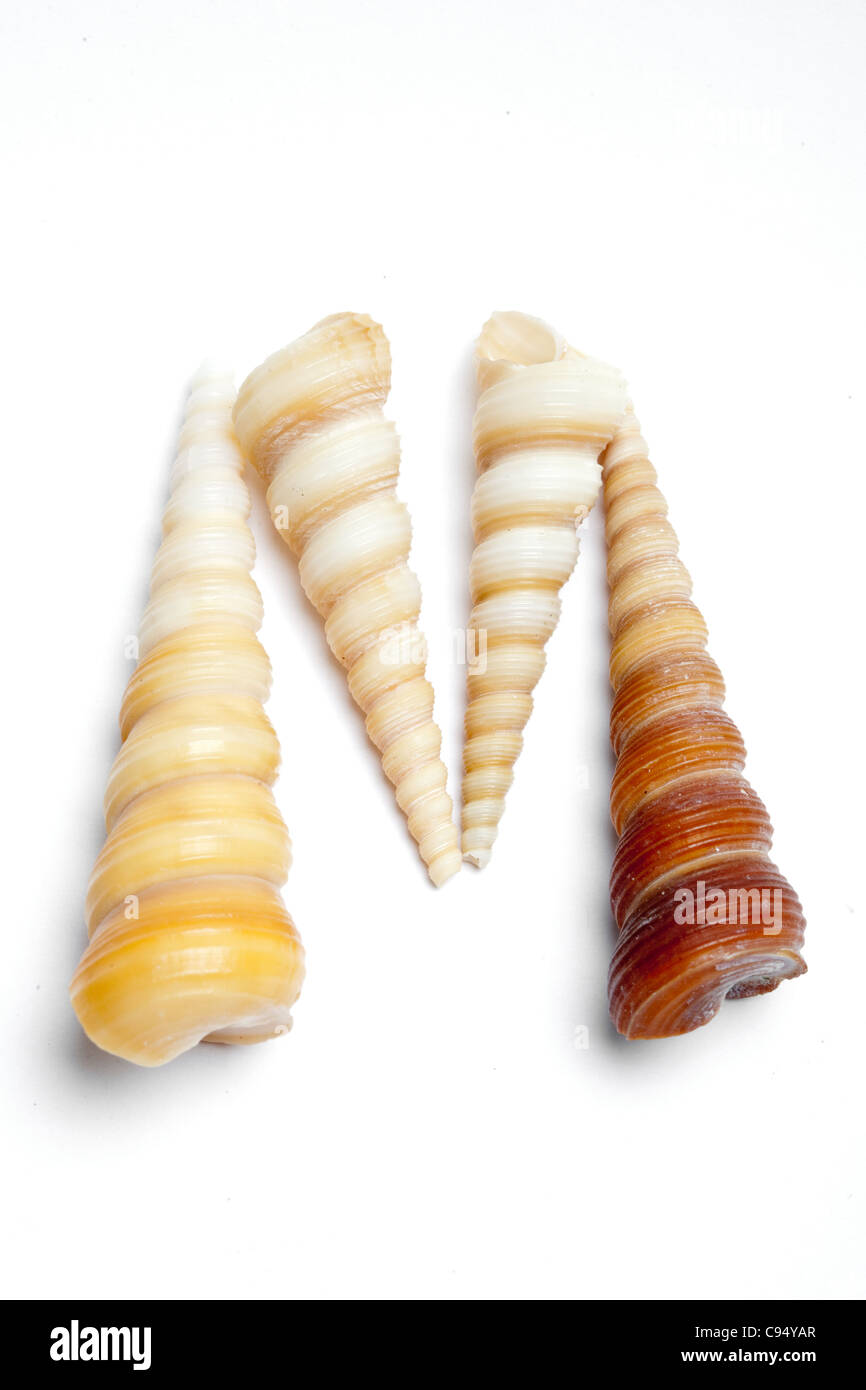 letter M made with sea shells Stock Photo - Alamy