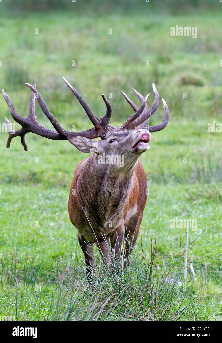 Red Deer (Cervus elaphus Stock Photo - Alamy