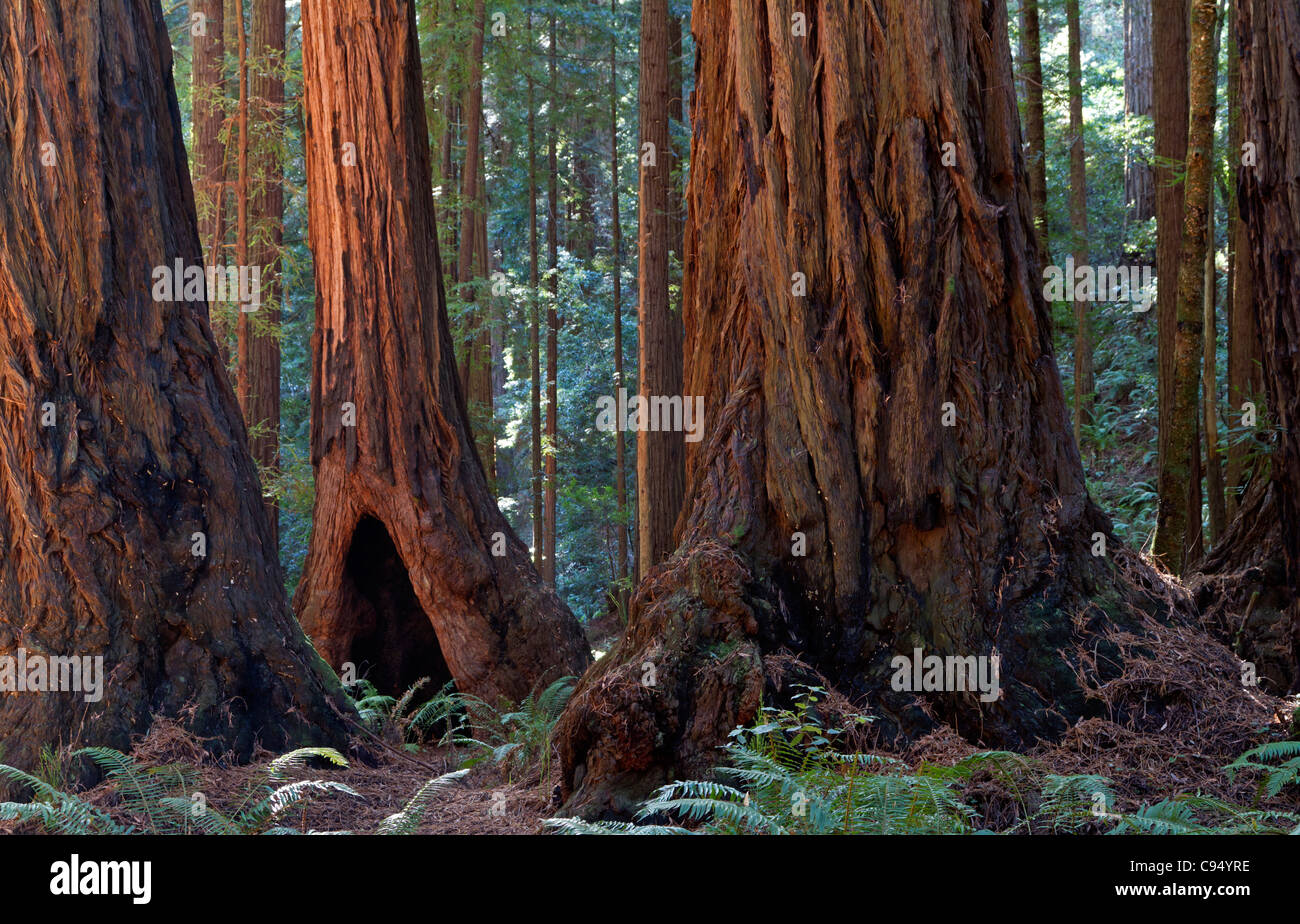 Muir Woods National Monument (Sequoia sempervirens) Stock Photo