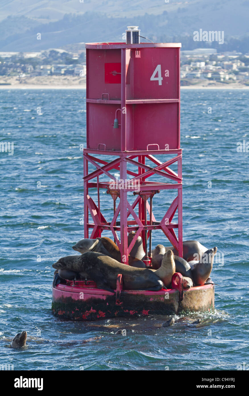 Sea lions lying on a moored buoy, California, USA Stock Photo