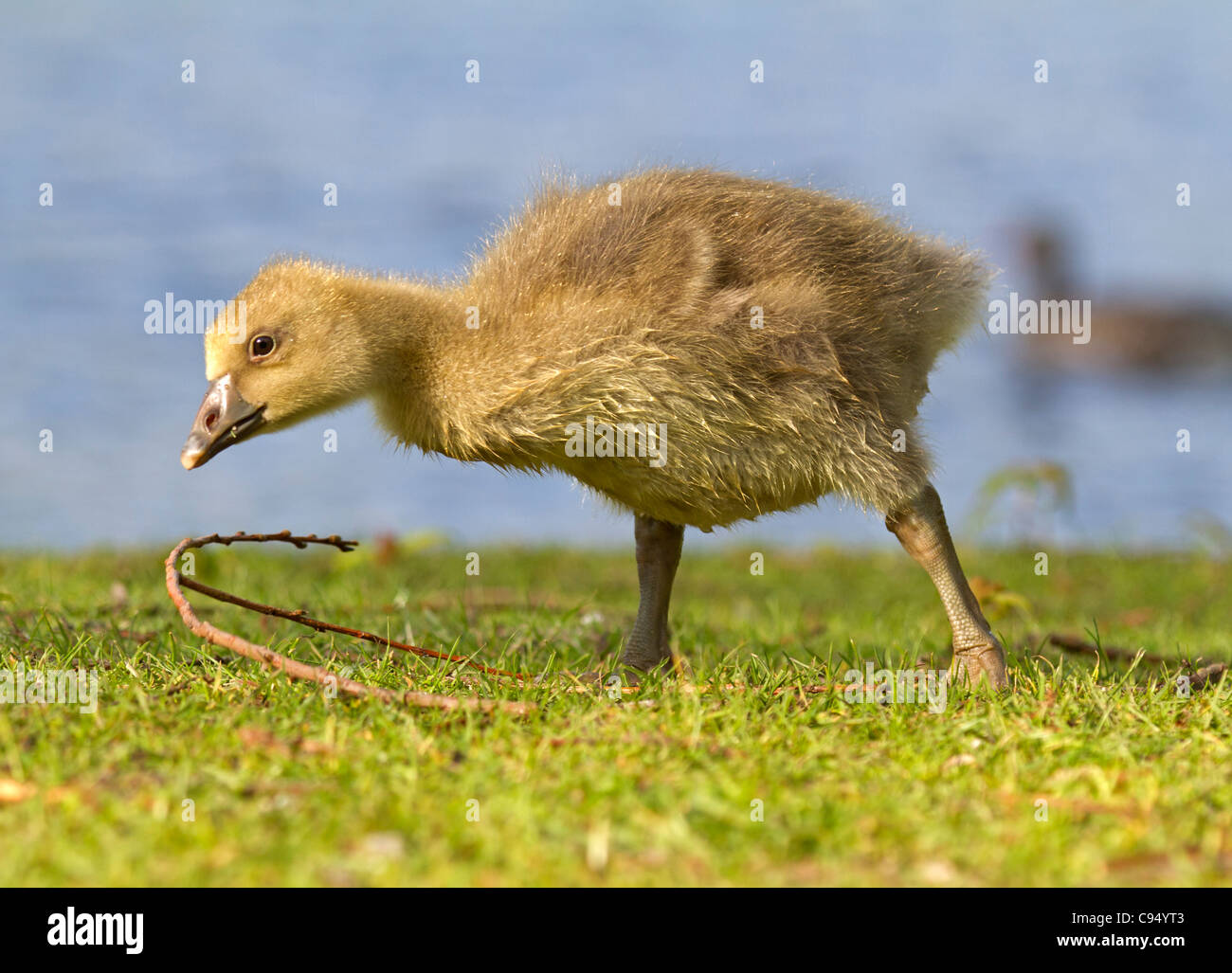 Young gray goose (Anser anser) Stock Photo