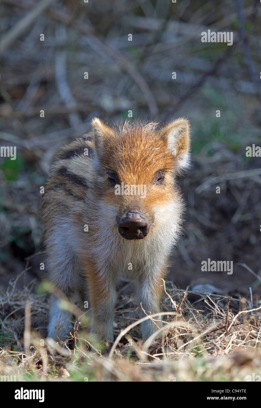 Young wild boar (Sus scrofa) Stock Photo