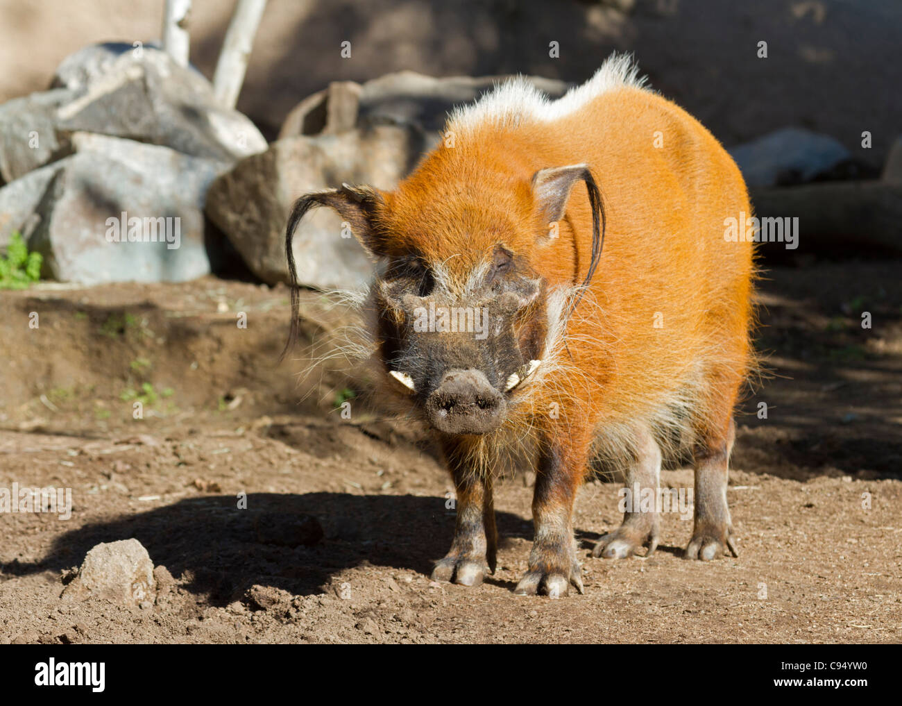 Red River Hog (Potamochoerus porcus) Stock Photo