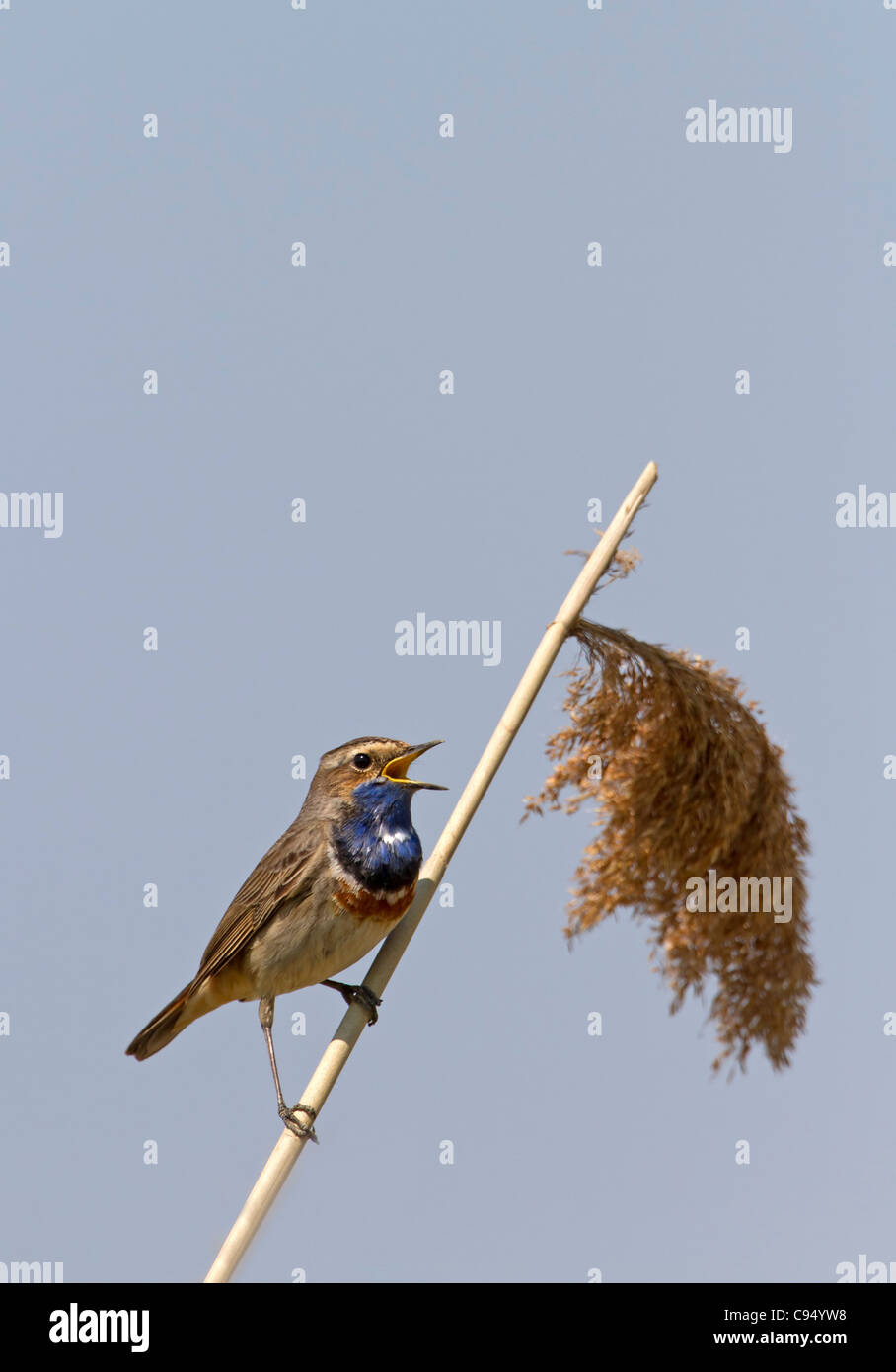 Bluethroat (Luscinia svecica) Stock Photo
