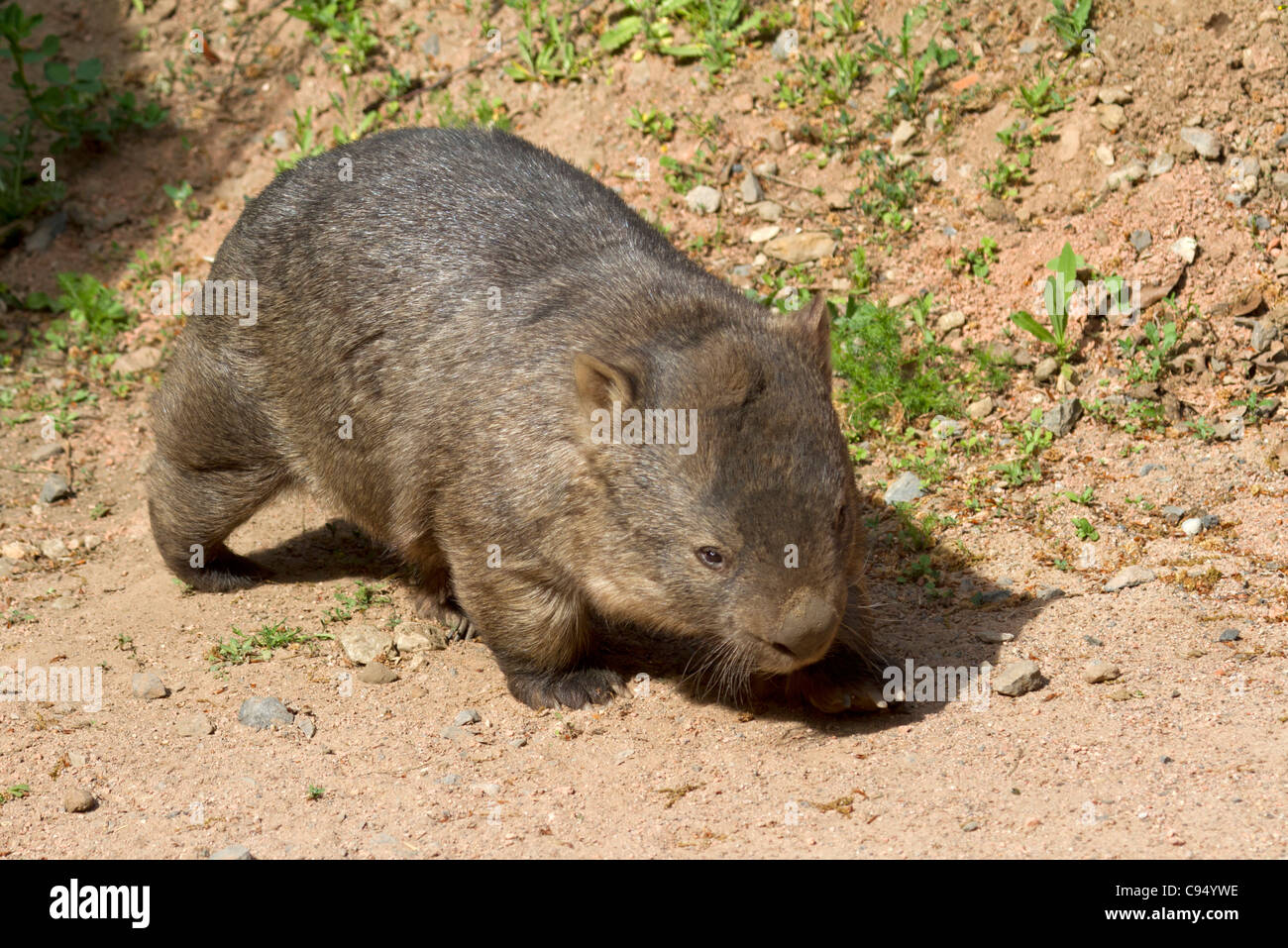 Wombat (Vombatus ursinus) Stock Photo