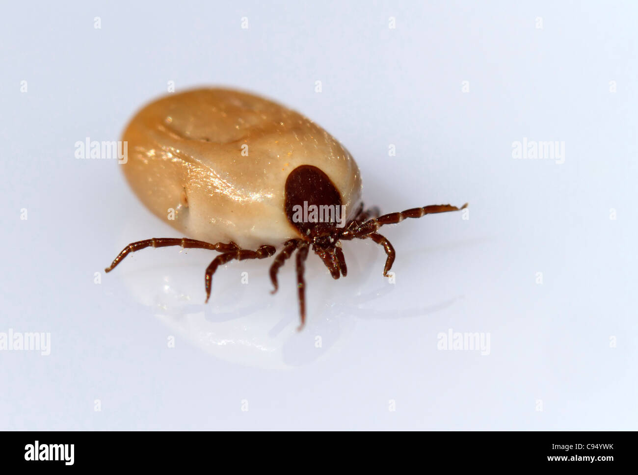 Tick (Ixodida) Stock Photo