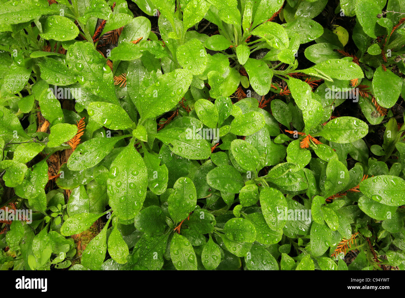 Lush green rain forest hi-res stock photography and images - Alamy