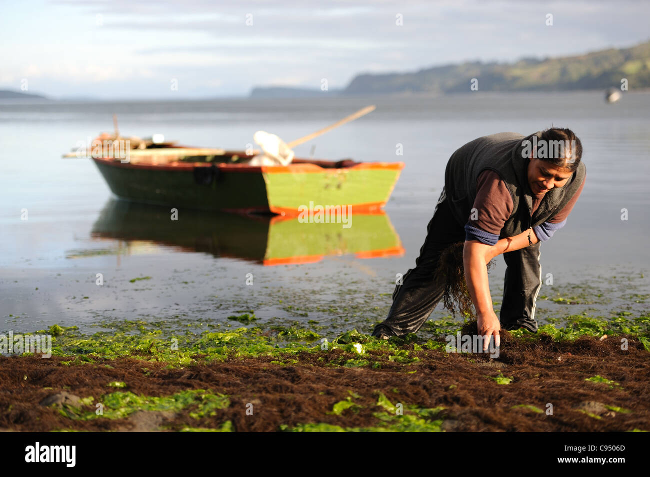 Chilean woman collecting seaweed at sunset in Chonchi, Chiloé. Chile. Mujer chilota recogiendo algas (pelillo) en Chonchi, Chiloé. Chile. Stock Photo