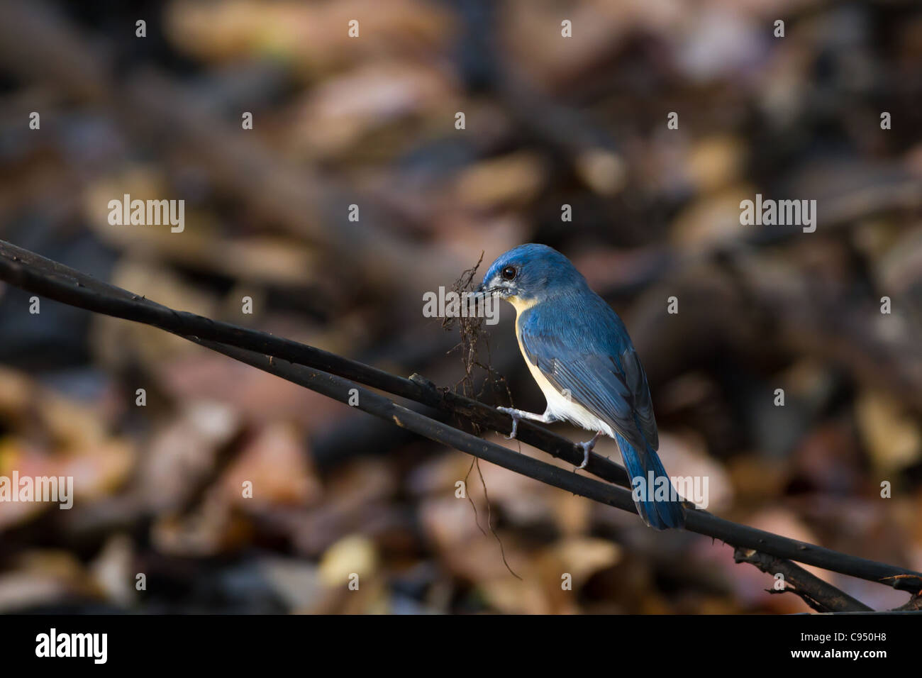Tickell's blue flycatcher (Cyornis tickelliae), Sri Lanka seen carrying material to build a nest. Stock Photo