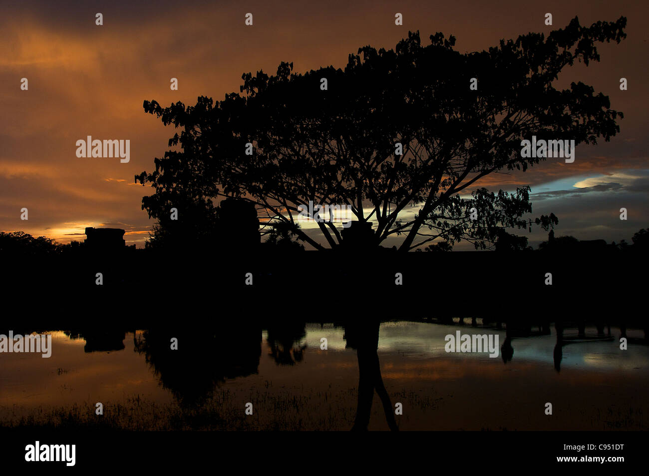 A Silhouette of Tree during Sunset Stock Photo - Alamy