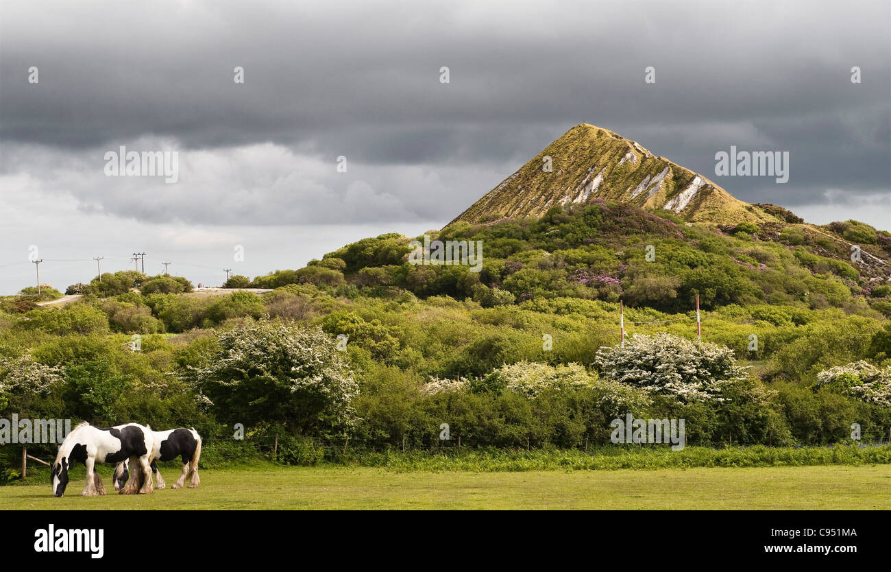 Horses graze beneath an old spoil heap from a china clay pit near St Austell, Cornwall, UK. The site is slowly being reclaimed by nature Stock Photo