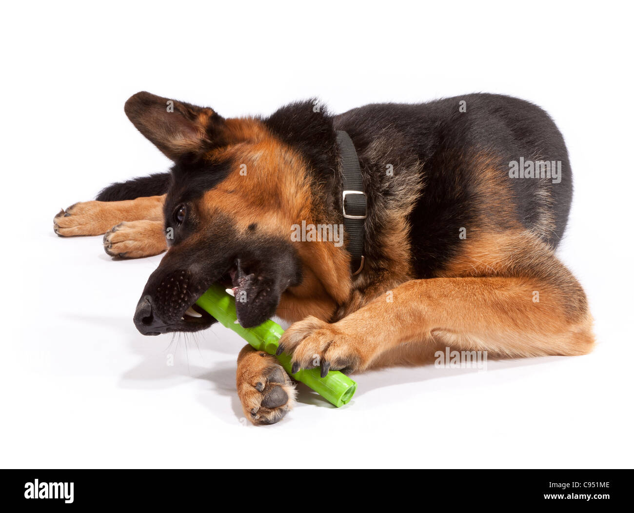 Dog eating plastic toy online