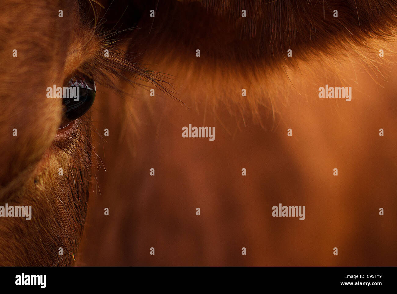 A Close up of a cows eye bulls eye Stock Photo