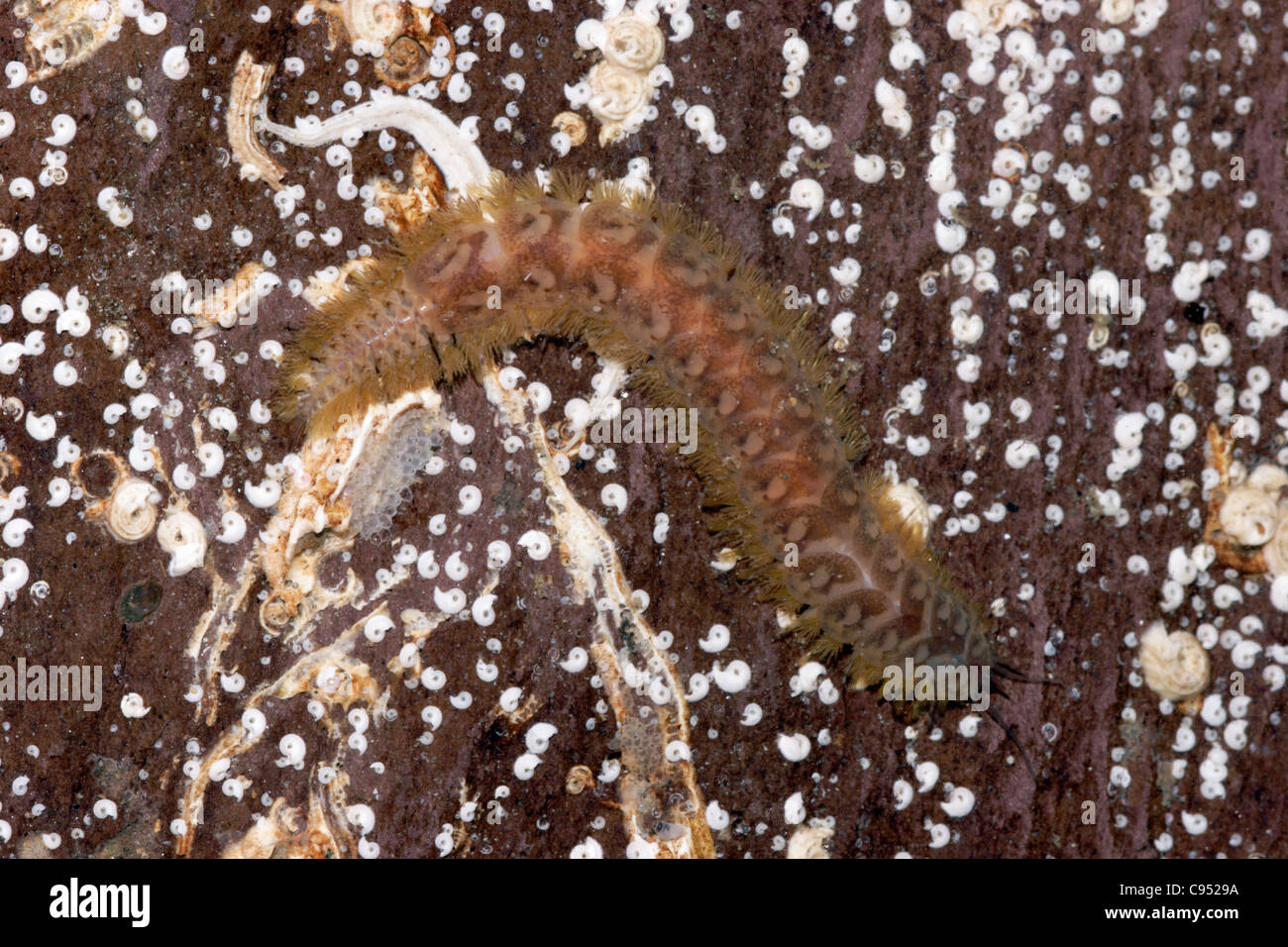 Scaleworm (Lagisca extenuata), on the lower shore UK Stock Photo