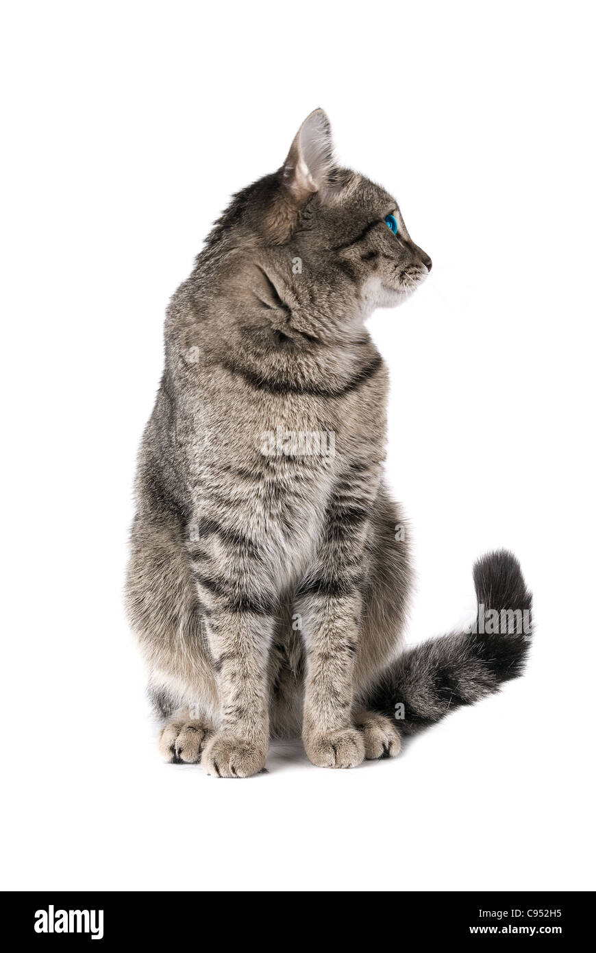 Beauty Cat with green eyes on white Stock Photo - Alamy