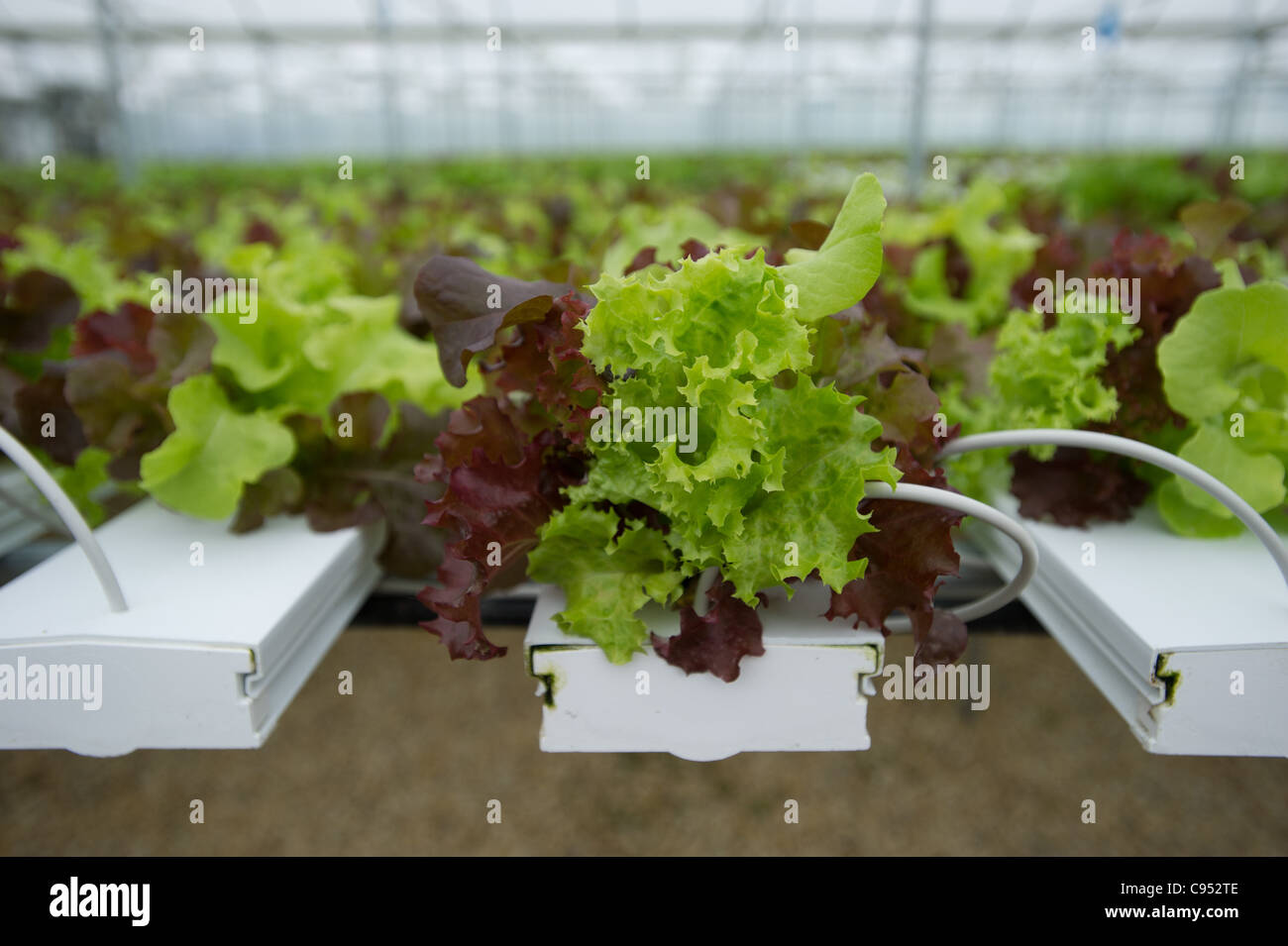 Hydroponic lettuce rows in greenhouse Stock Photo - Alamy