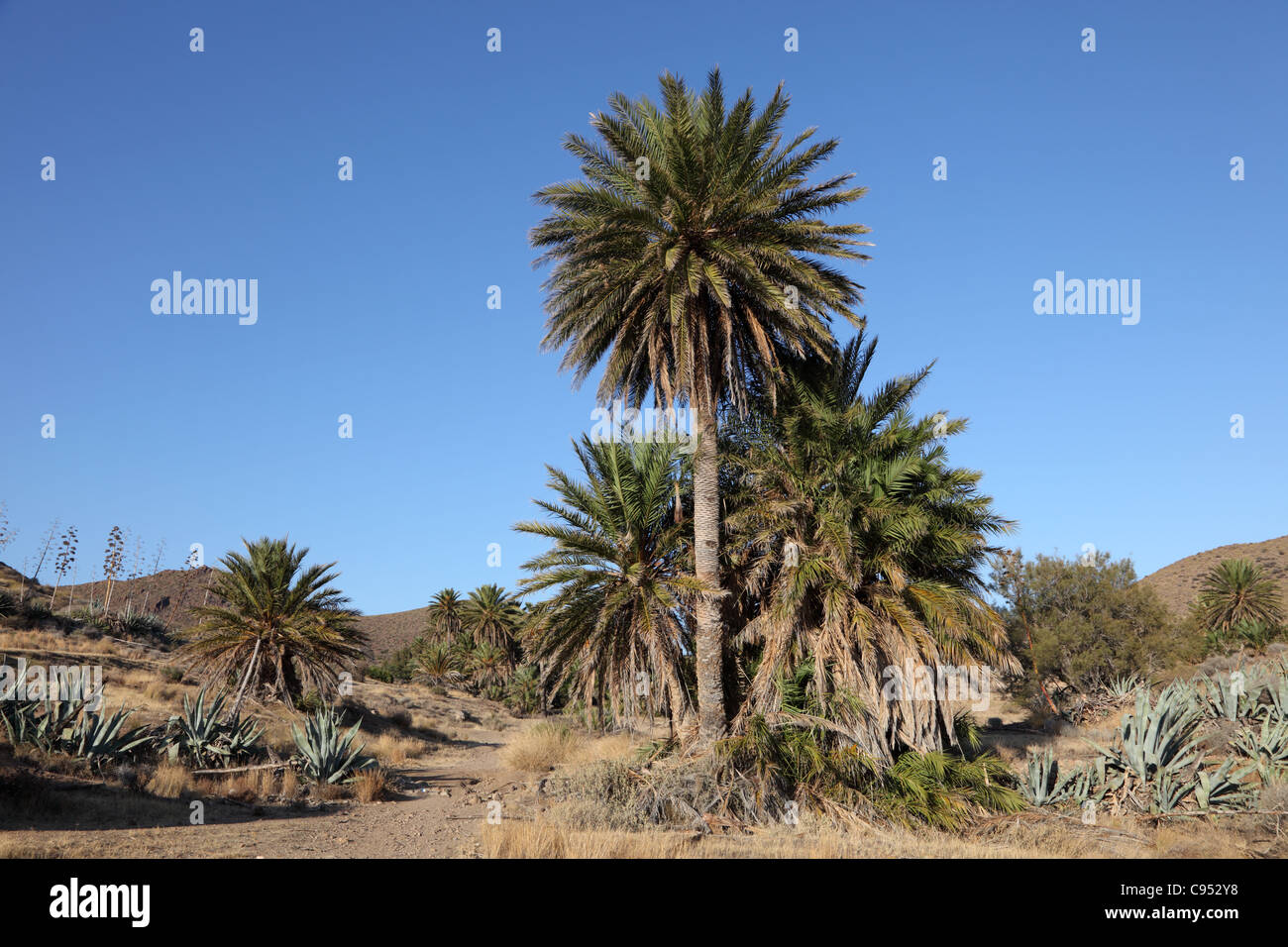 Date palm trees in Andalusia, Spain Stock Photo