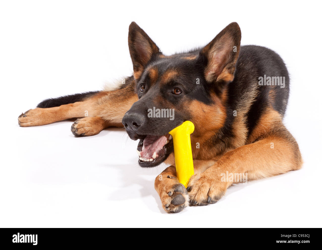 are plastic dog bones safe