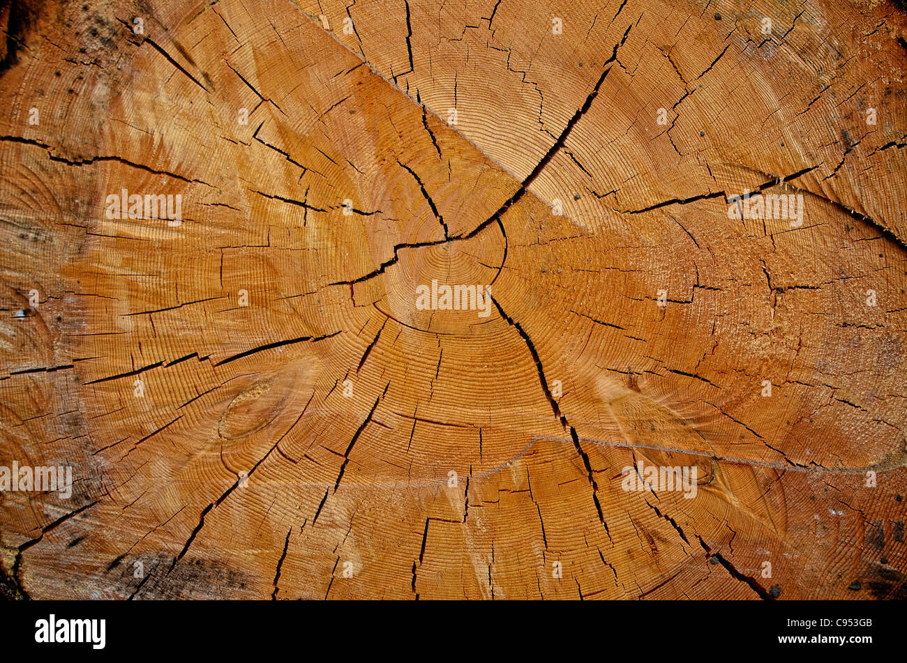 A close-up detail of a freshly-cut tree trunk displaying concentric rings and cracks in the wood Stock Photo