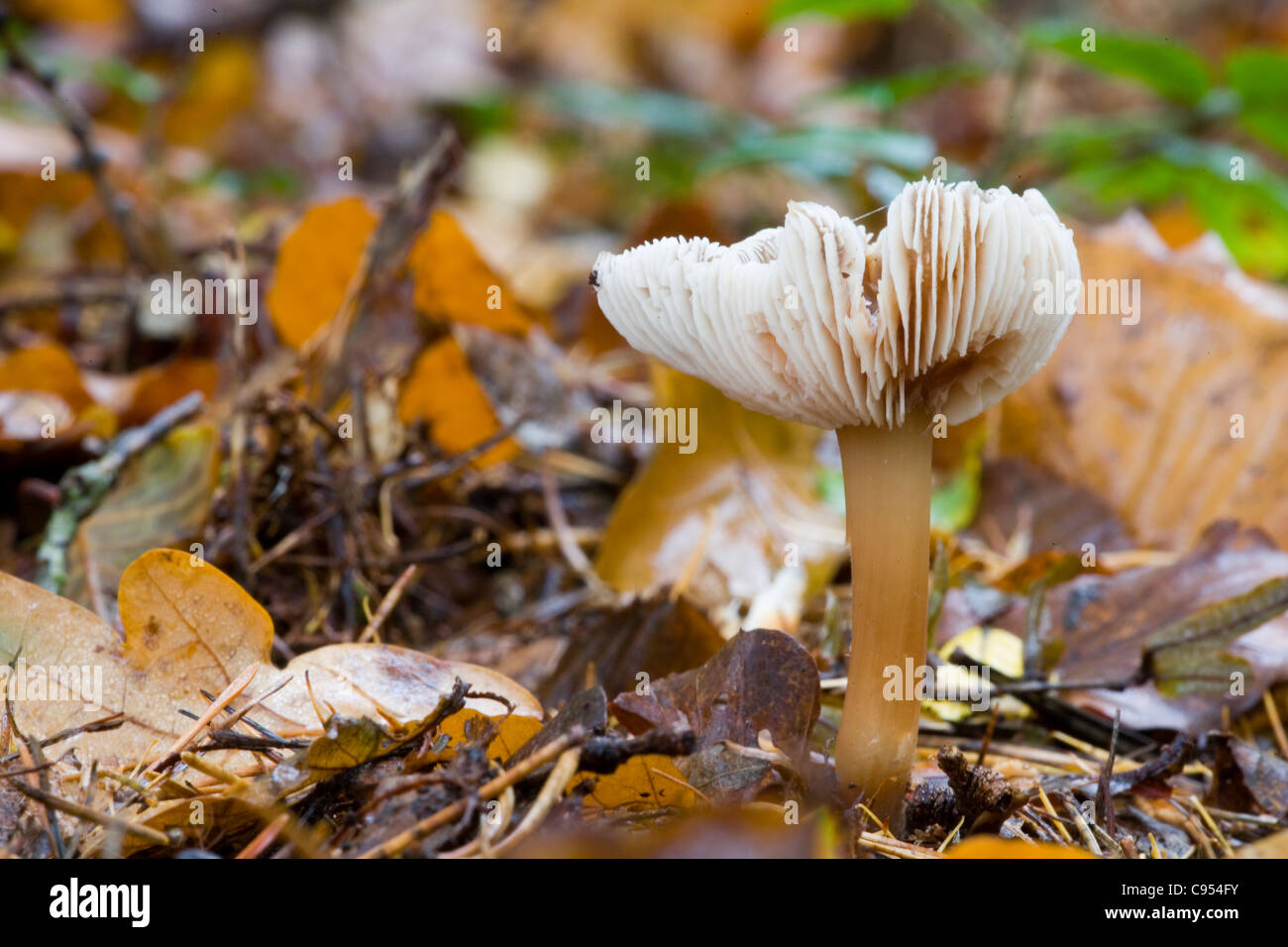 BUTTER CAP/GREASY TOUGH SHANK MUSHROOM Stock Photo Alamy