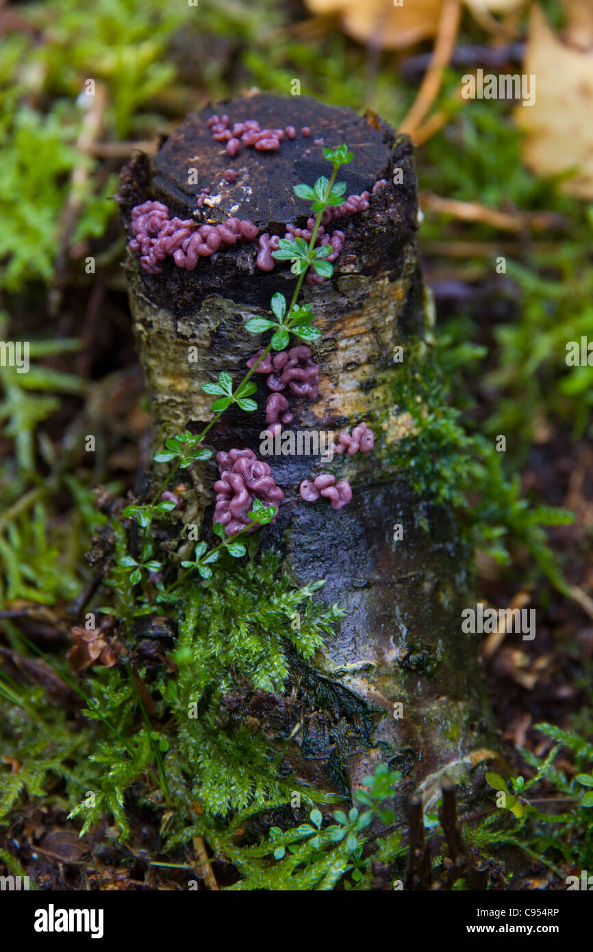 Asocoryne sarcoides non hymenial stage Purple jellydisk on a moss covered tree stump on the woodland floor at Knettishall Heath Stock Photo