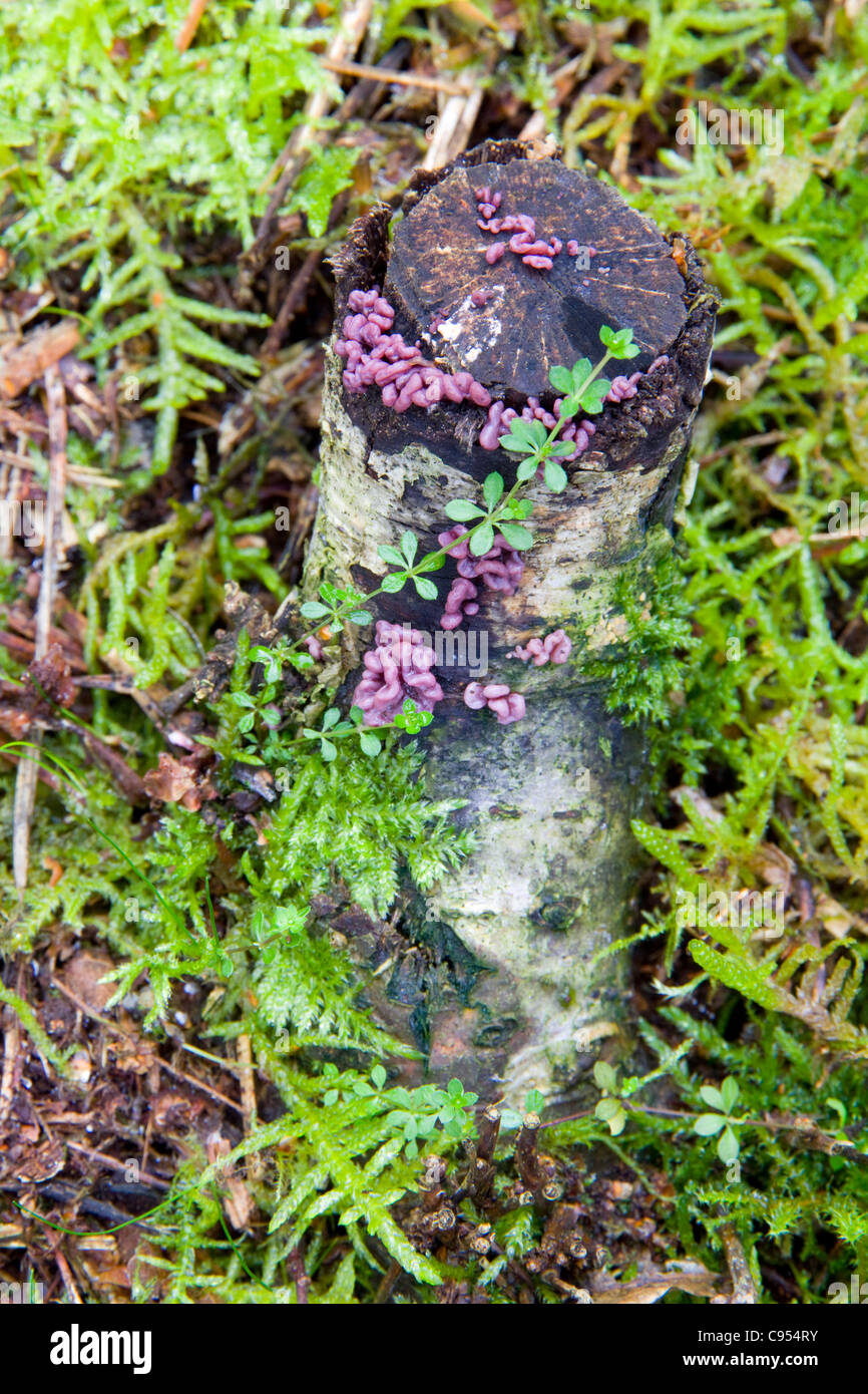 Asocoryne sarcoides non hymenial stage Purple jellydisk on a moss covered tree stump on the woodland floor at Knettishall Heath Stock Photo
