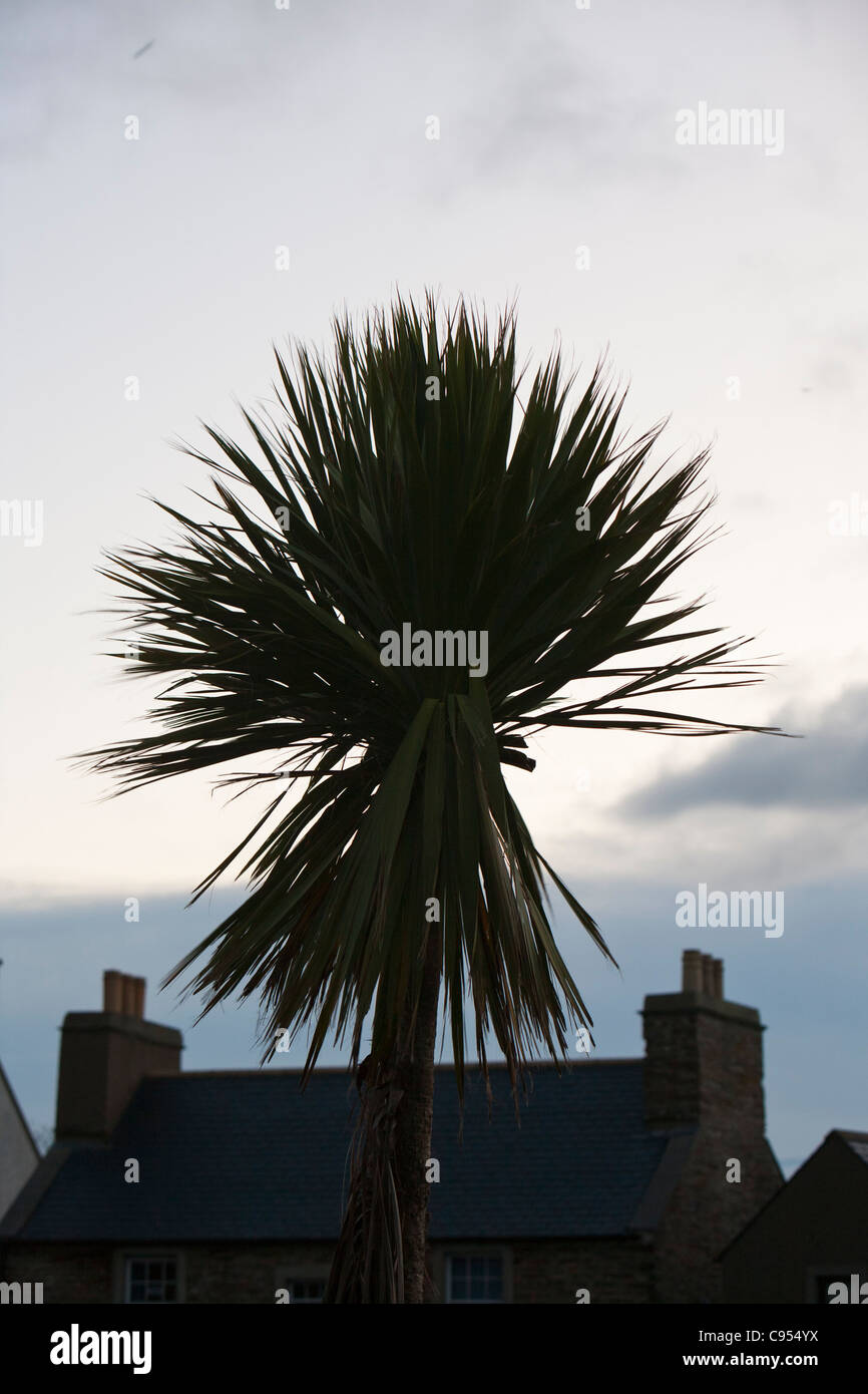 A palm tree growing in Stromness in the Orkney Isles, Northern Scotland