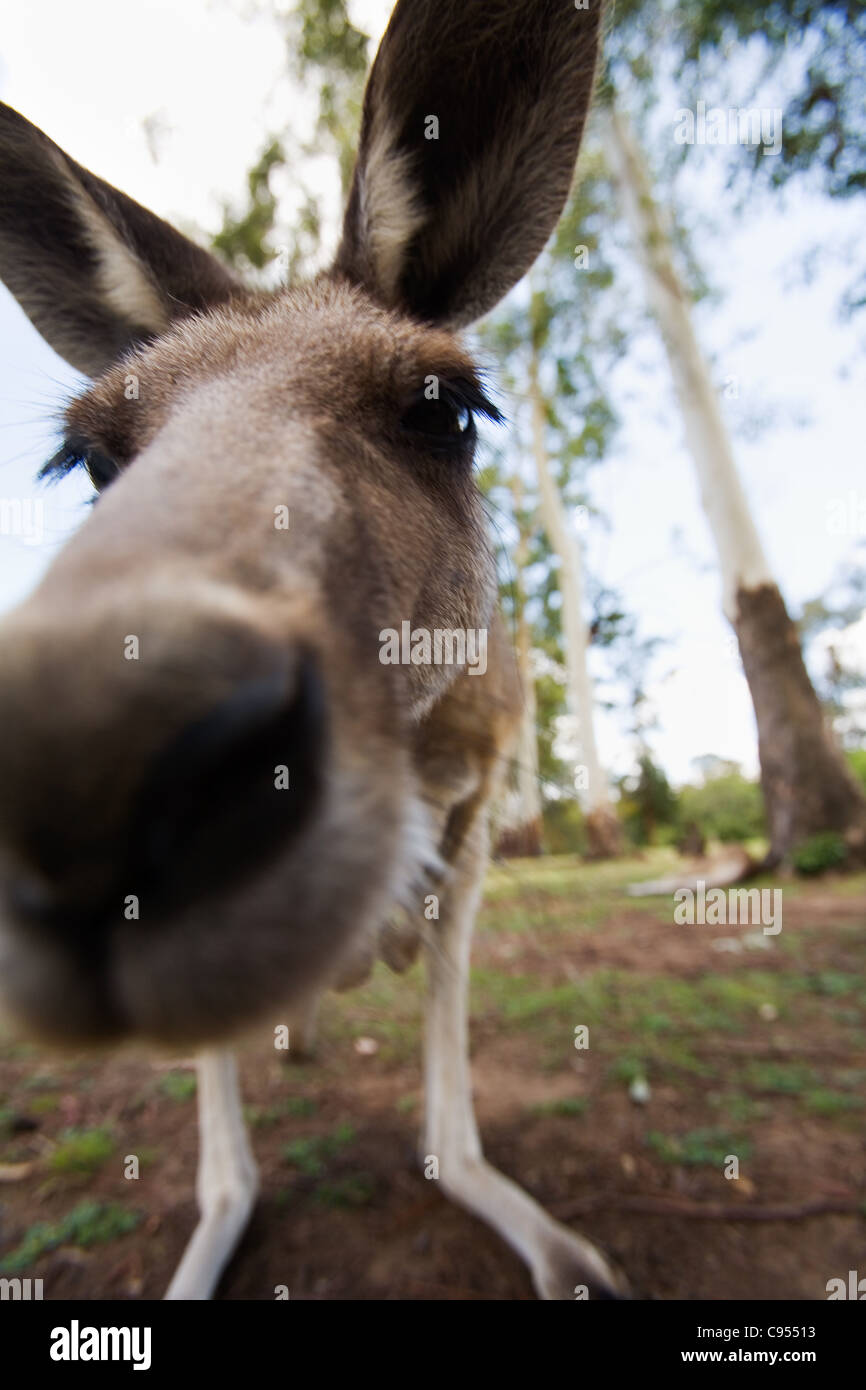Up close with a grey kangaroo (Macropus giganteus). Brisbane, Queensland, Australia Stock Photo