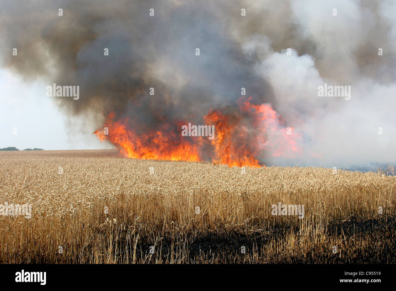 Large cornfield fire in Hockley, Essex, England Stock Photo Alamy