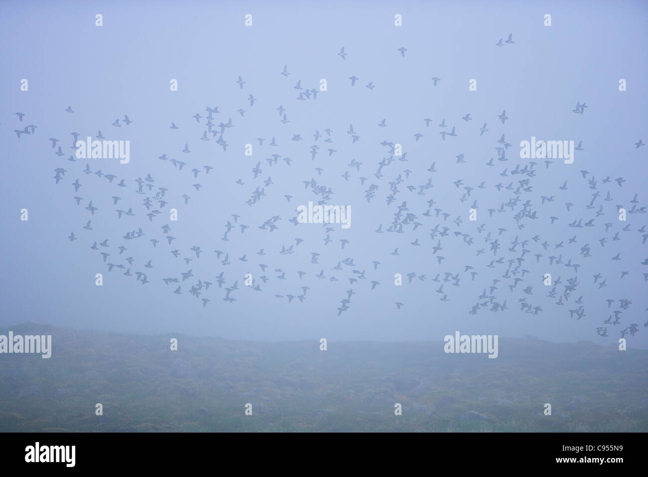 Least Auklet (Aethia pusilla), flock flying in the mist over the arctic