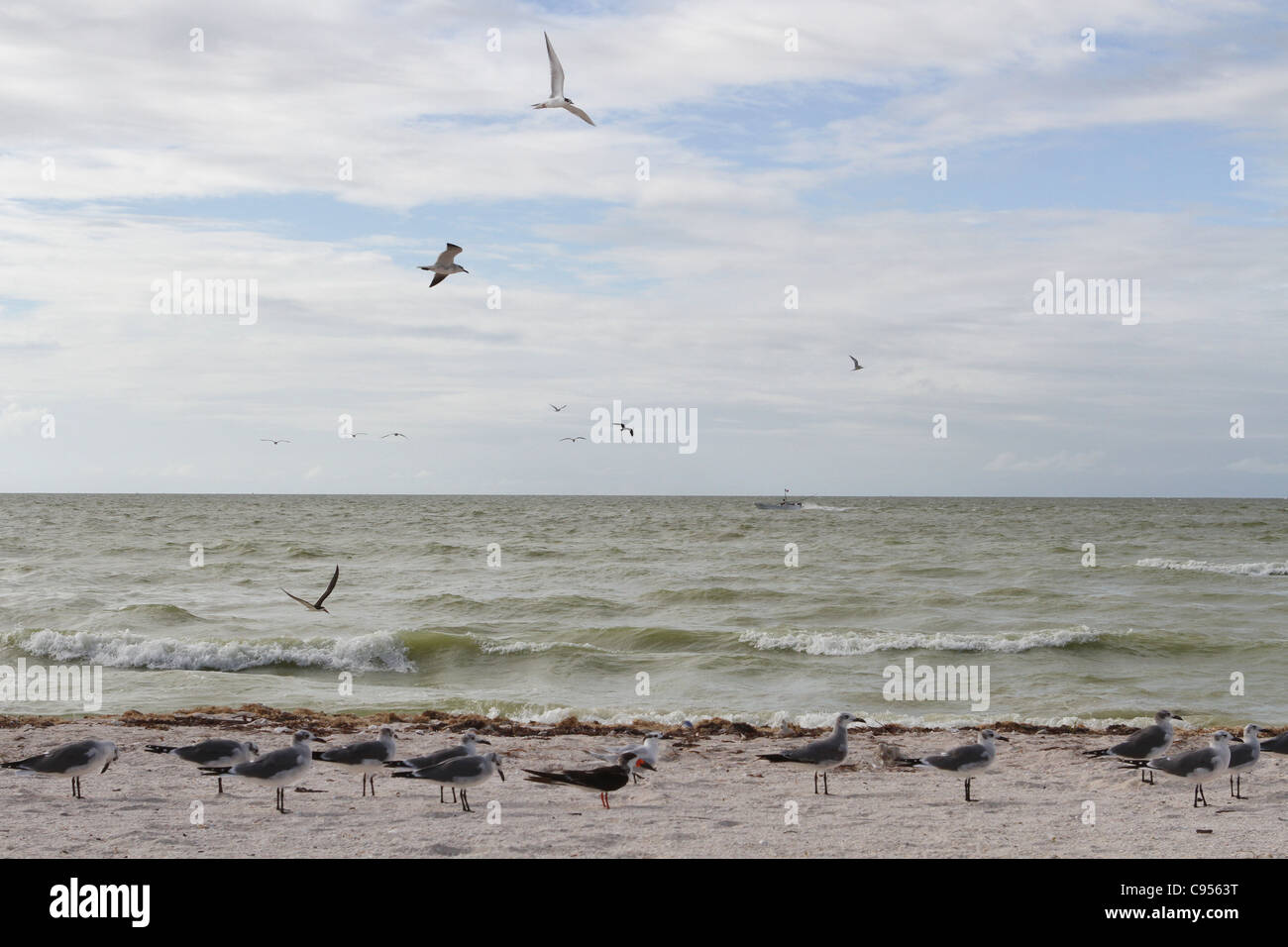 Gulf of mexico hi-res stock photography and images - Alamy