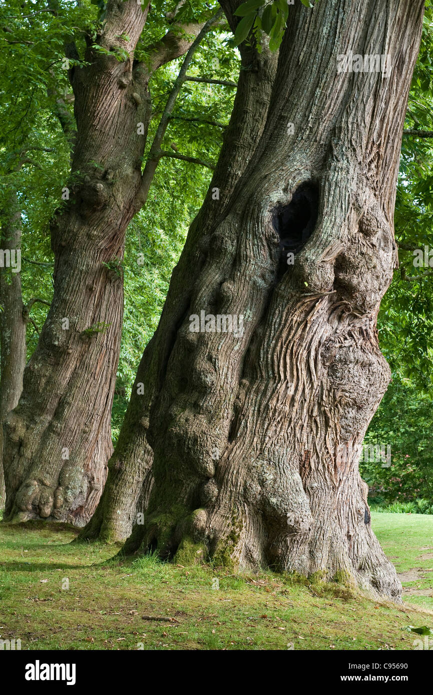Dartington Hall, Totnes, Devon, UK. A row of ancient sweet chestnut trees stands above the sunken garden known as the Tiltyard Stock Photo