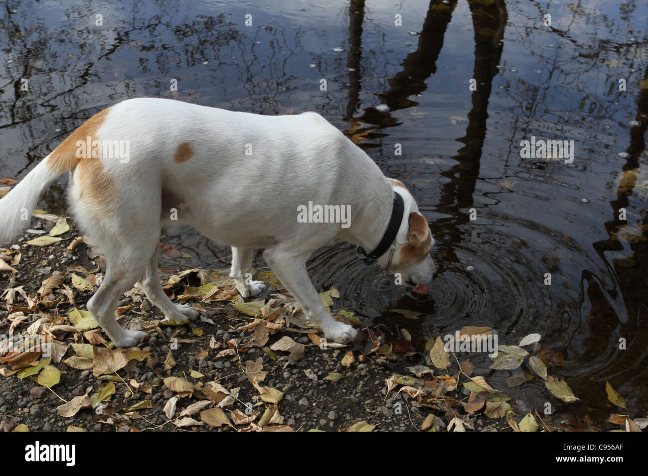 A dog drinking from a creek Stock Photo Alamy