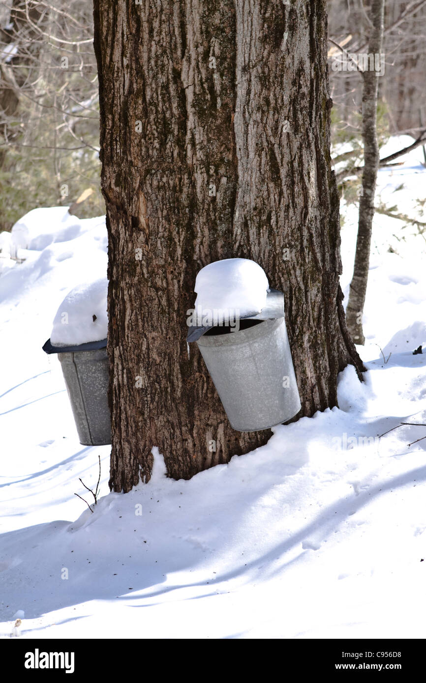 Two old sap buckets hang on a maple tree collecting sap Stock Photo Alamy