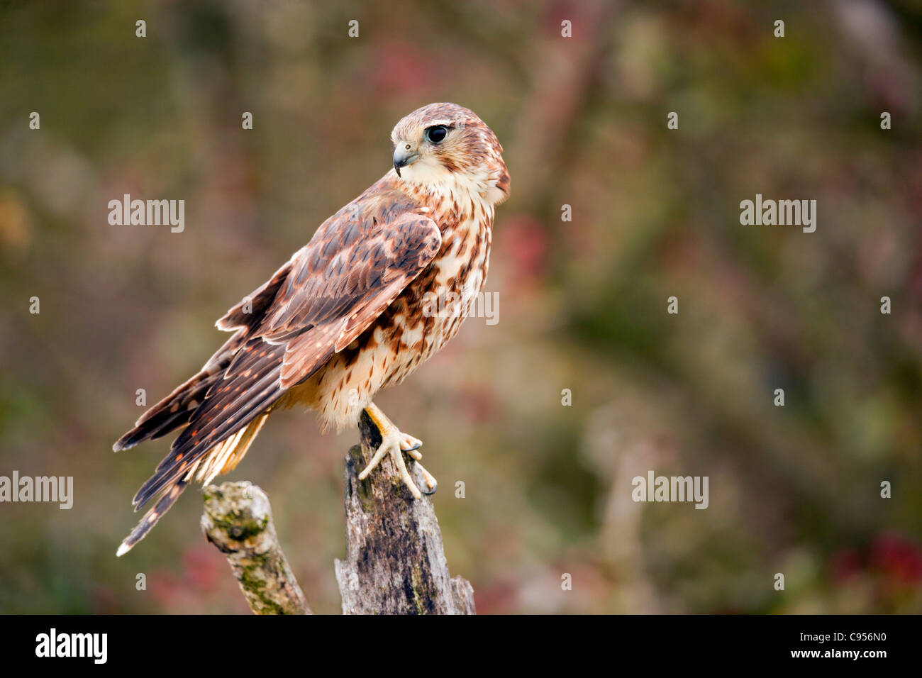 Merlin; Falco columbarius; UK Stock Photo