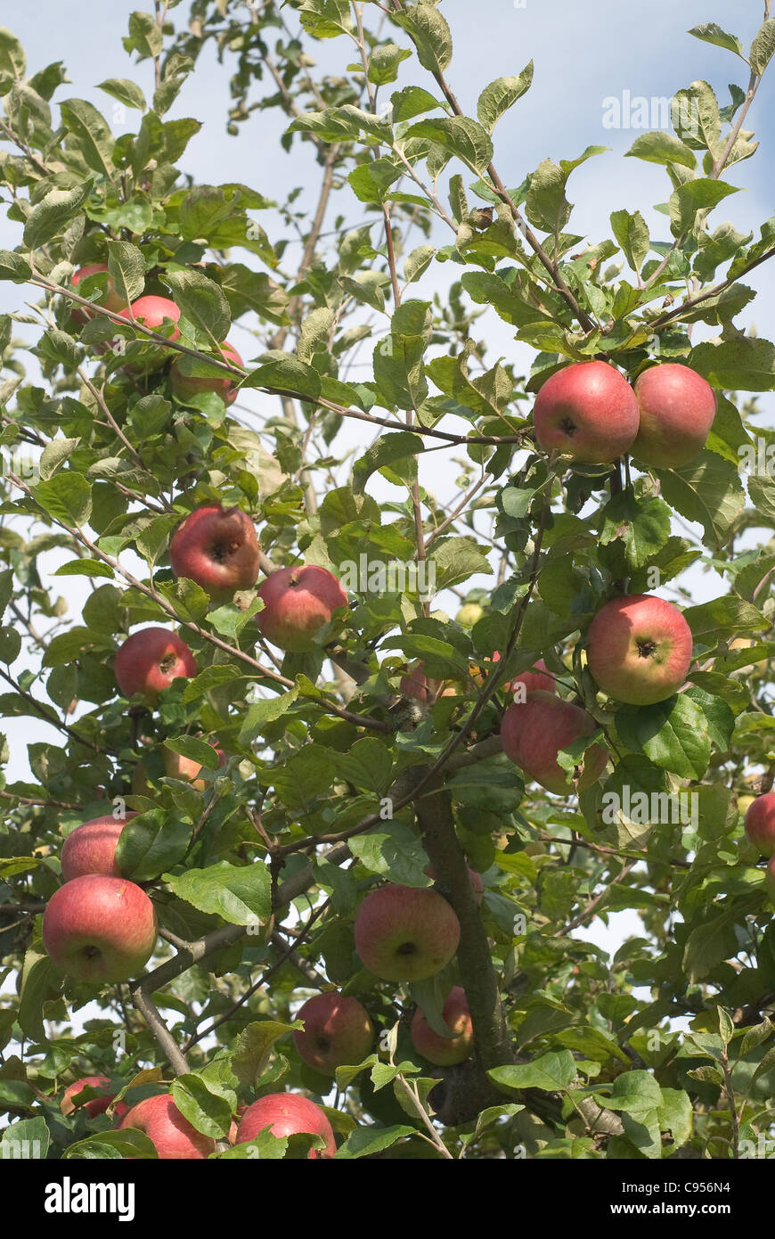 Apple Tree with Nutritious Apples in Autumn Stock Photo