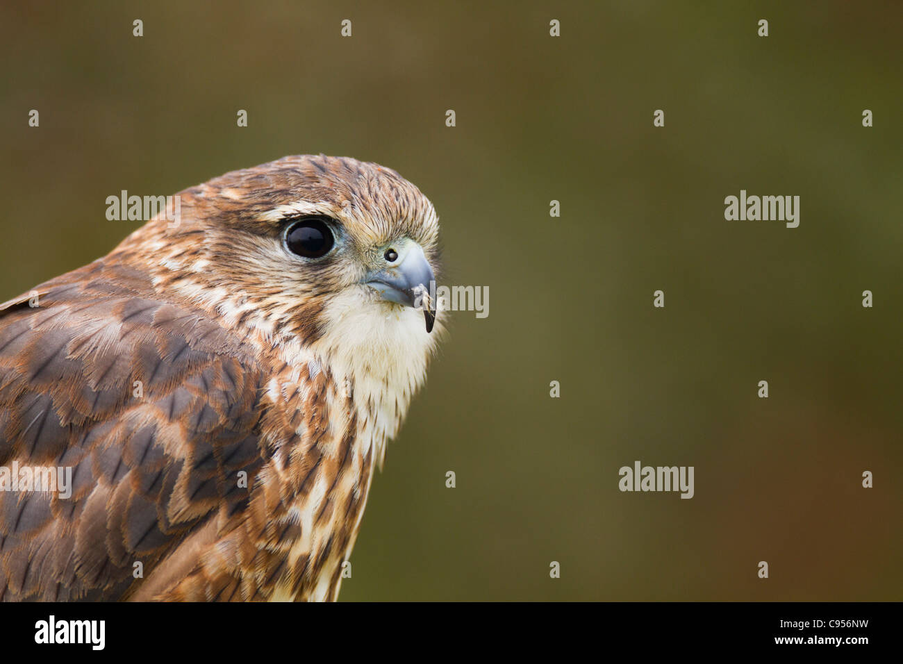 Merlin; Falco columbarius; UK; female; Stock Photo