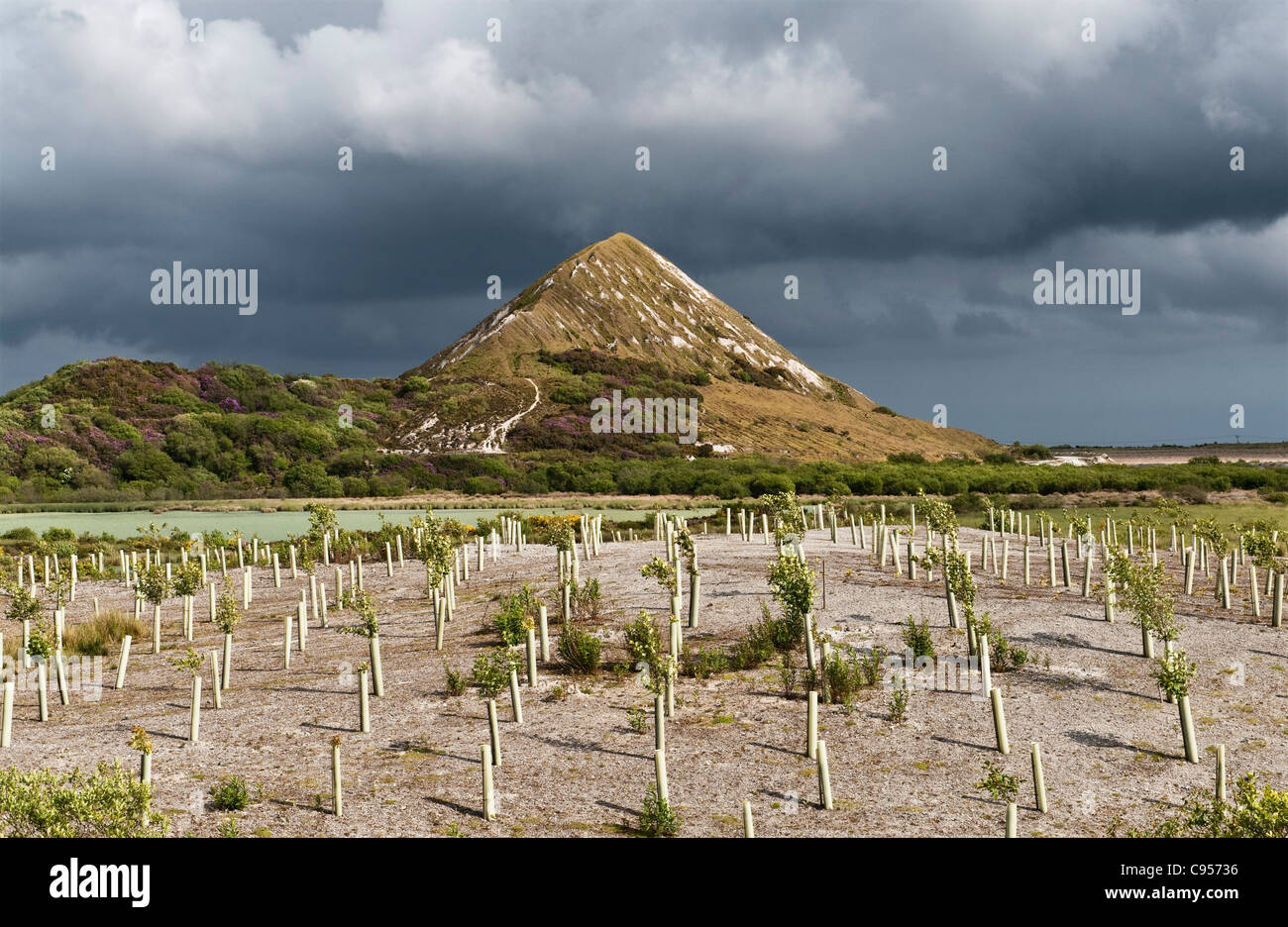 An old china clay pit and spoil heap above St Austell, Cornwall, UK. Tree saplings have been planted to help reclaim the site Stock Photo