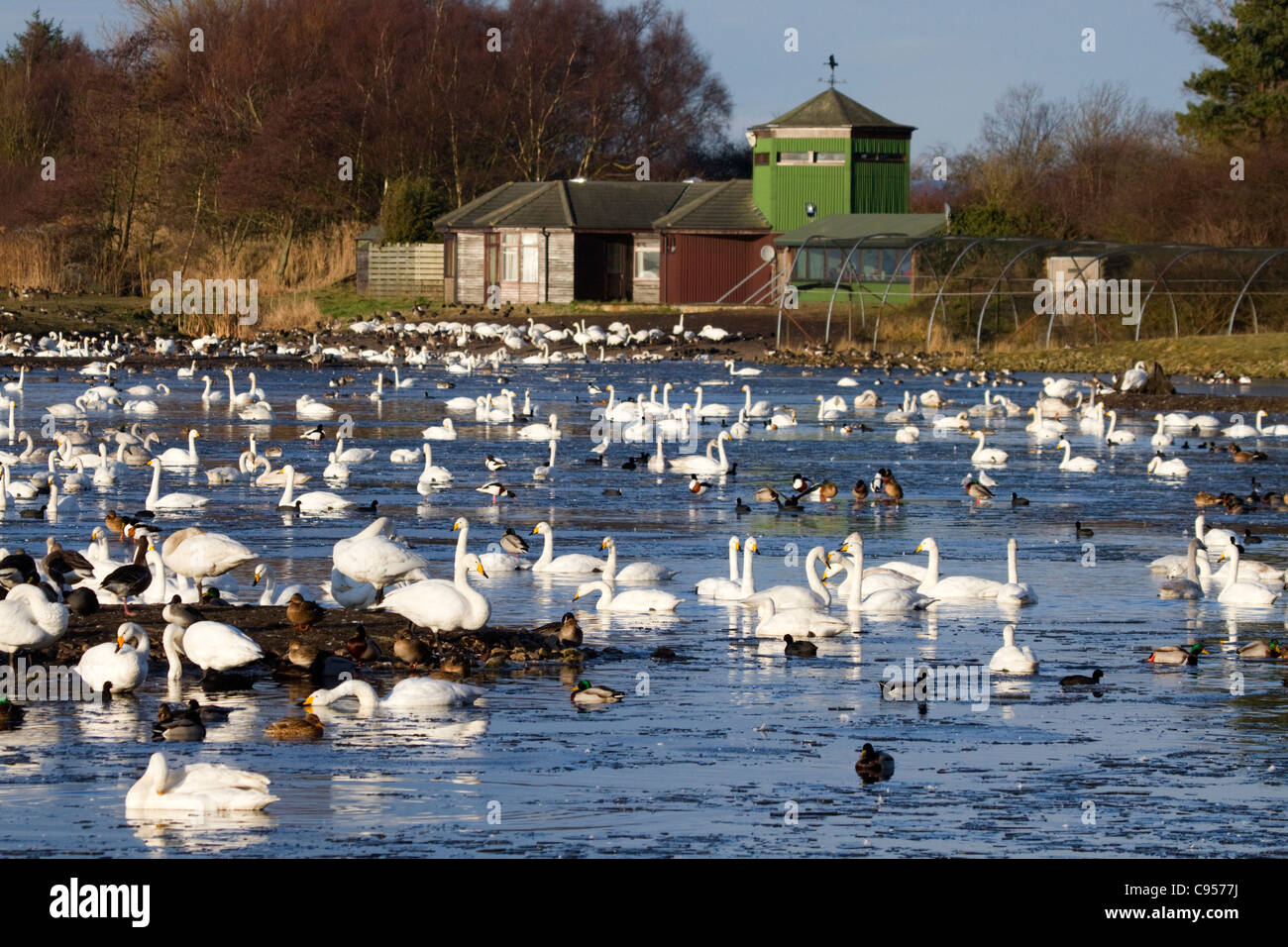 Martin Mere; Lancashire; UK Stock Photo
