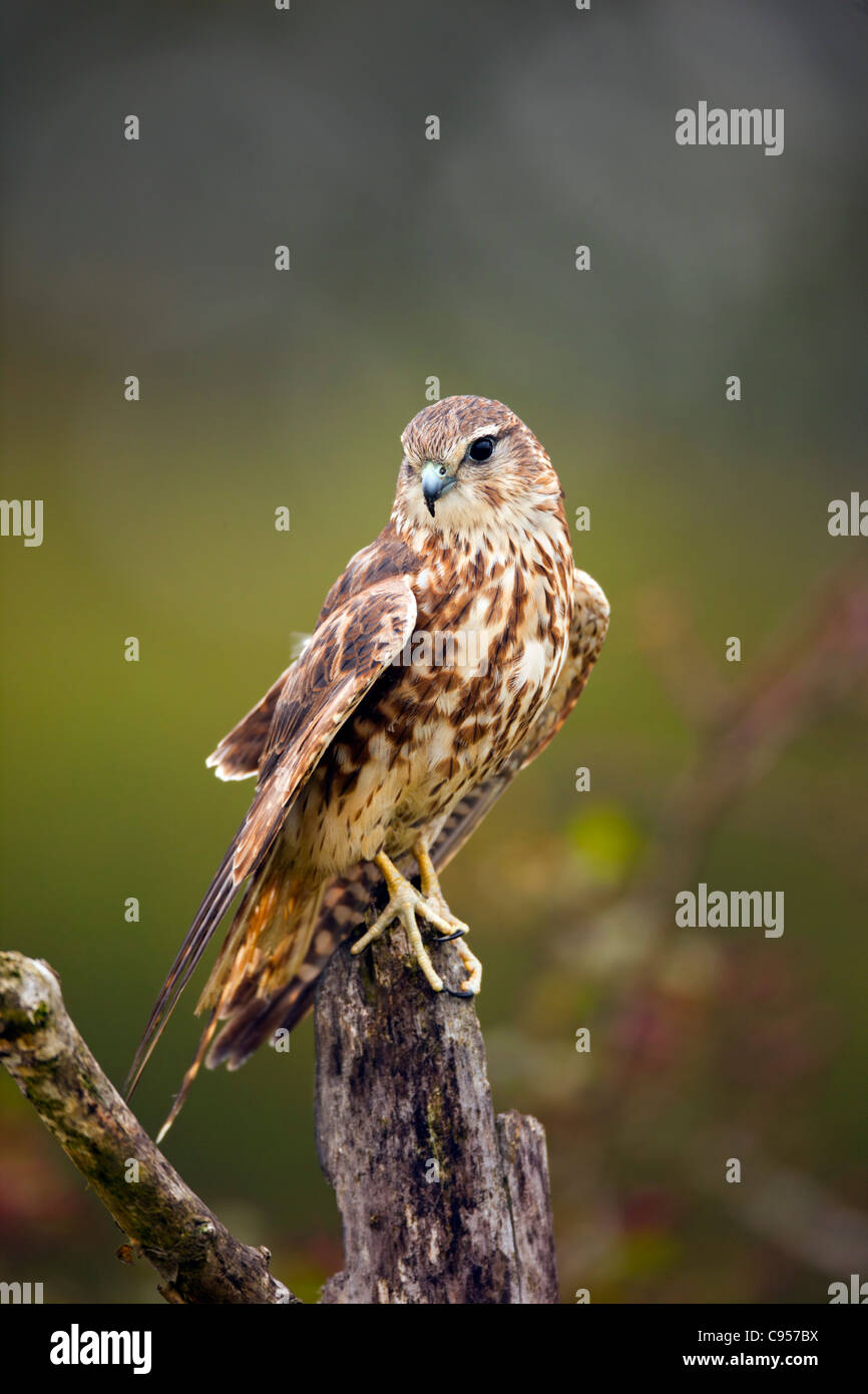 Merlin; Falco columbarius; UK Stock Photo